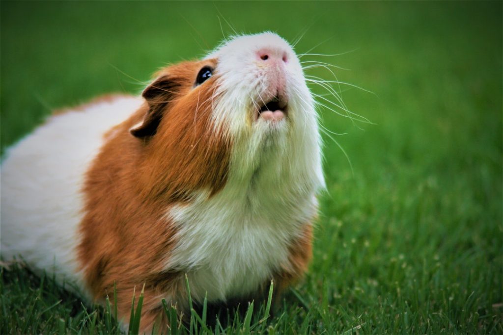 When Do Guinea Pigs Stop Growing? (Amazing Guide) - AnimalFate