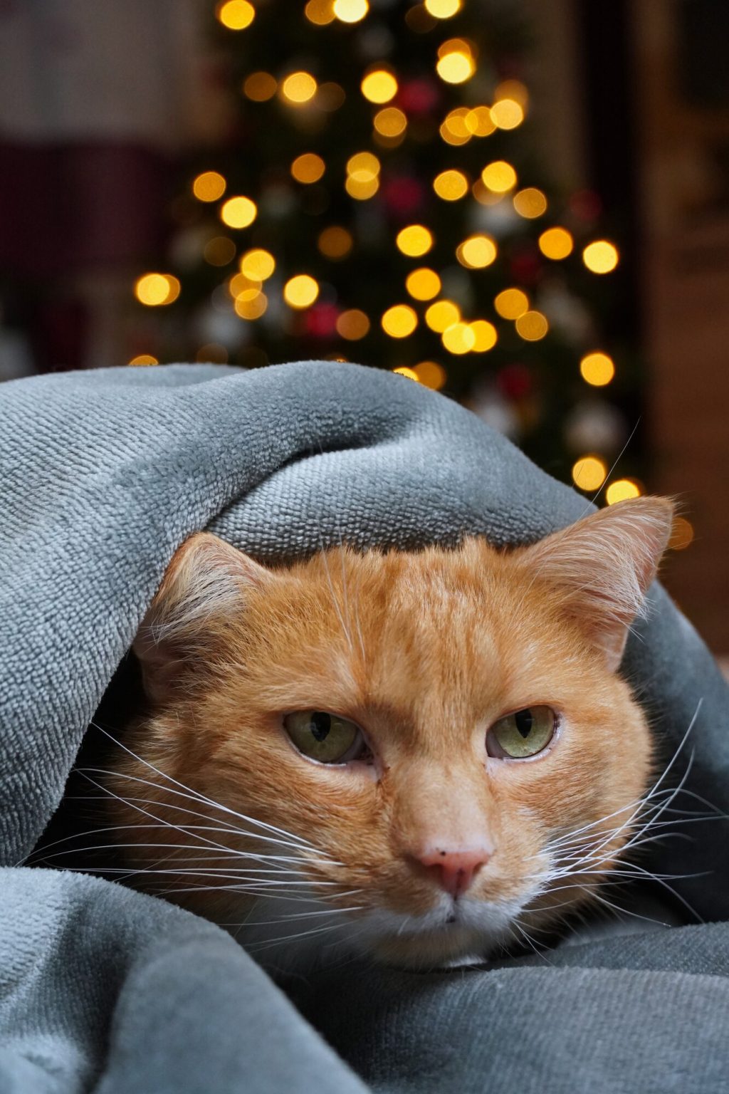 Why Does My Cat Sleep under the Covers? (7 Surprising Reasons) AnimalFate