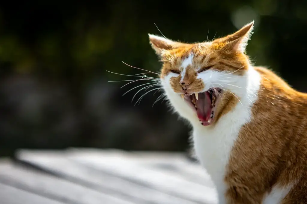 Why Do Cats Hiss? 6 Ways Cats Show Emotional Expression - AnimalFate