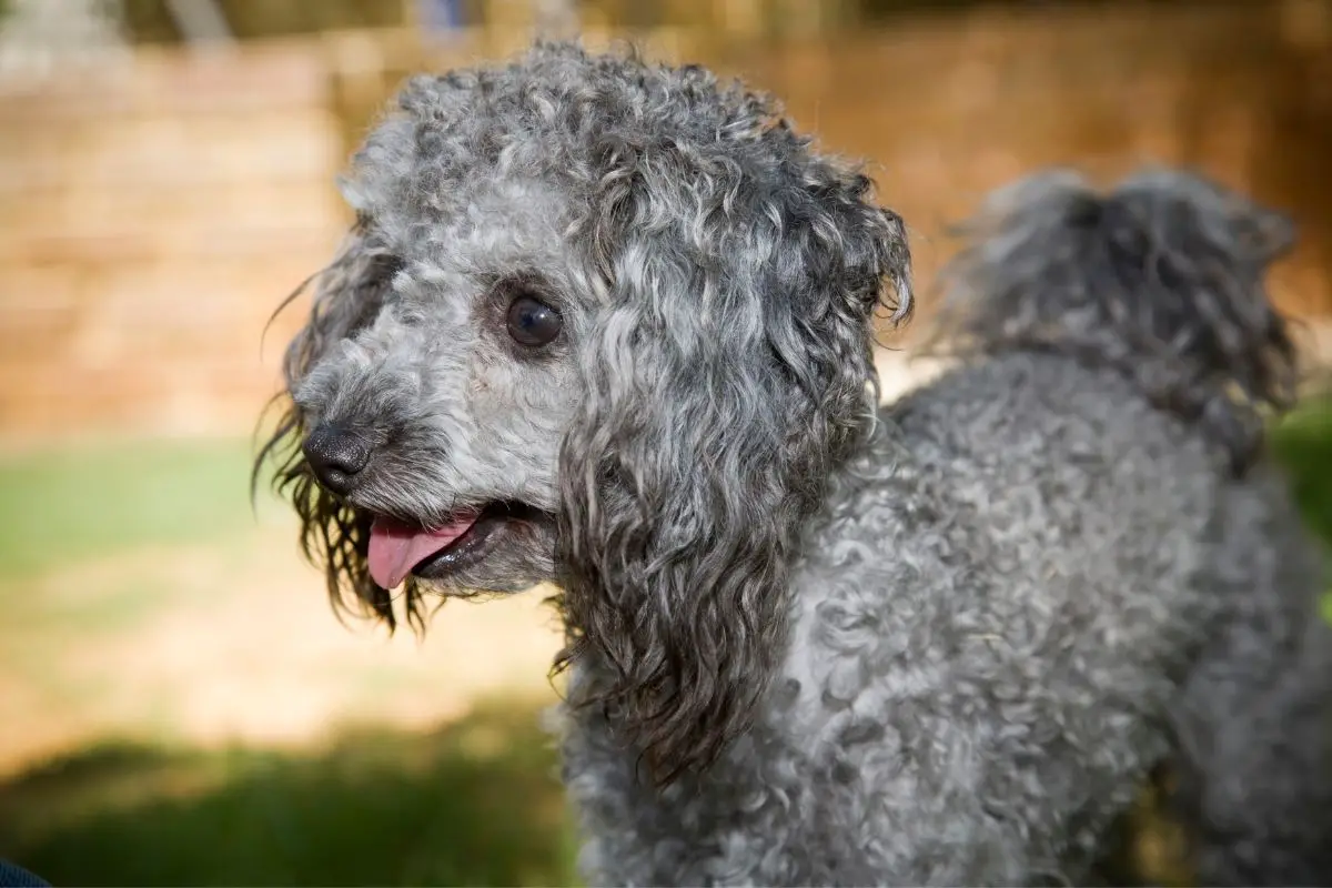 10 Adorable Small Dog Breeds with Big Ears [+Pictures]