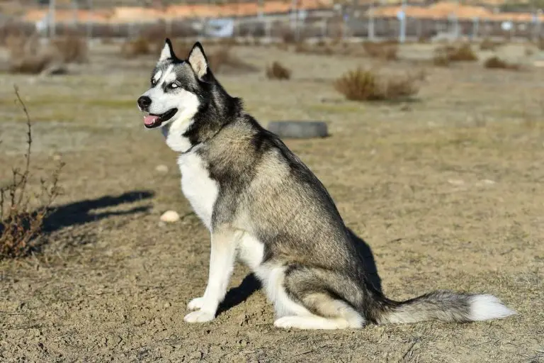 15 Short Hair Husky Facts You Should Know