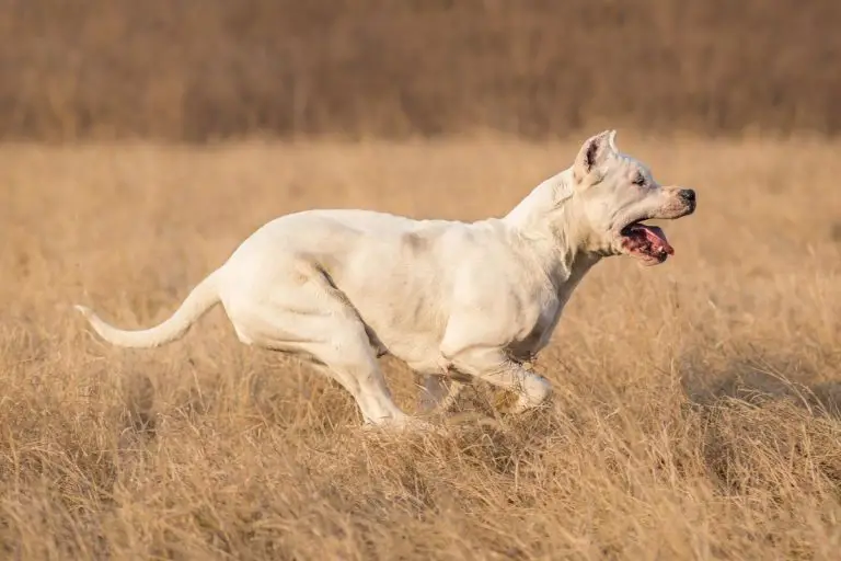 18 Best Bear Hunting Dog Breeds