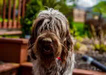 20 Shaggy Dog Breeds With Some Seriously Big Hair