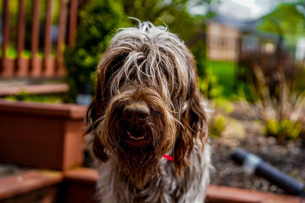 20 Shaggy Dog Breeds With Some Seriously Big Hair