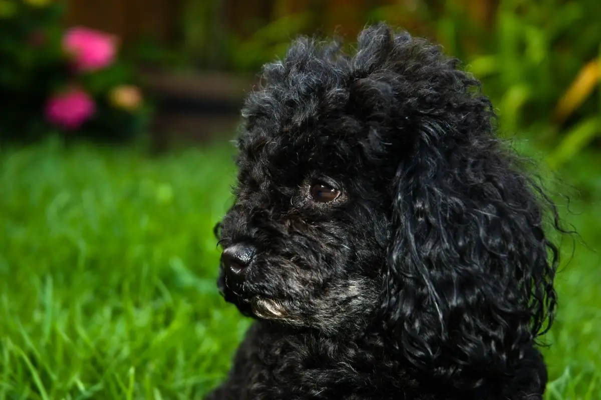 22 Reasons Why Toy Poodles Are The Best