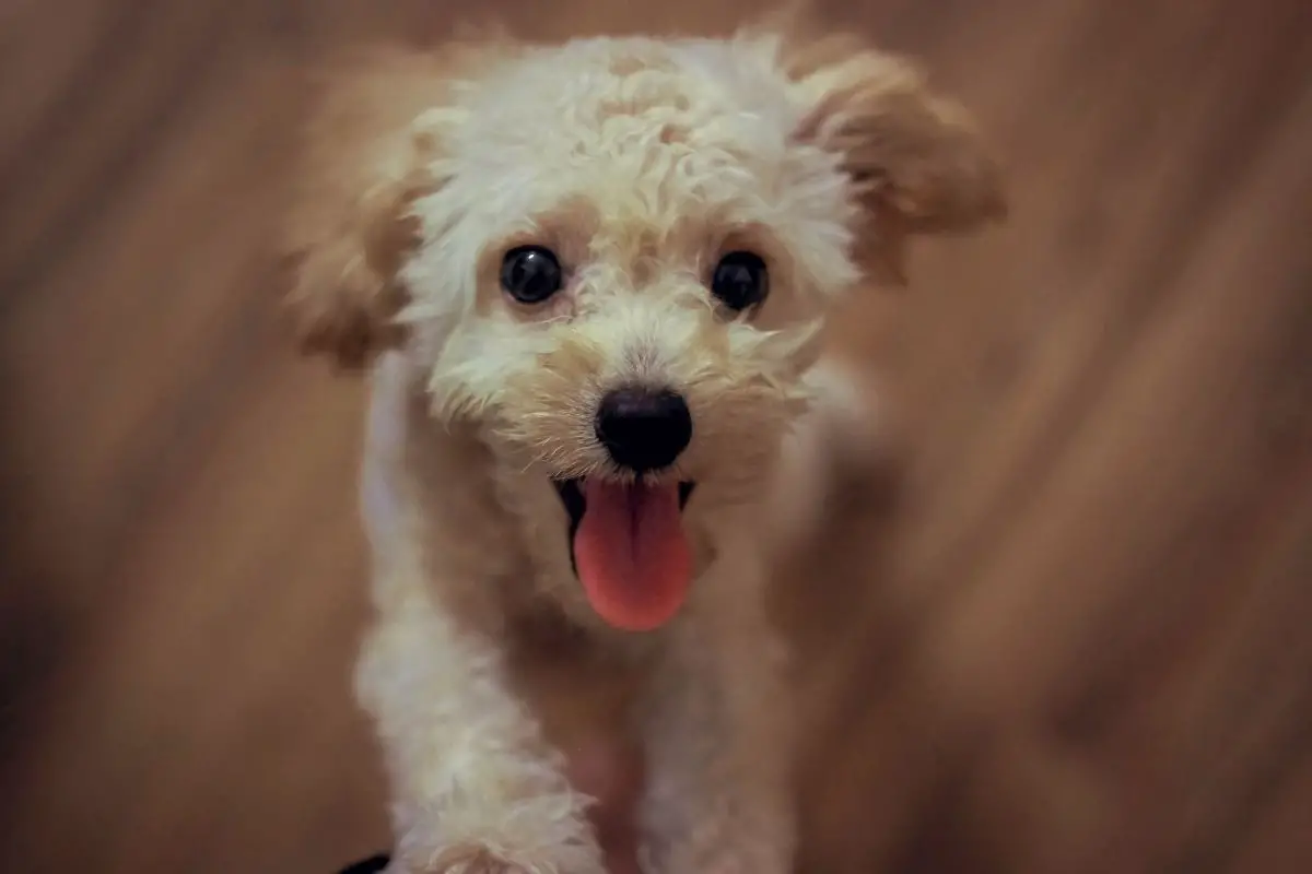 22 Reasons Why Toy Poodles Are The Best
