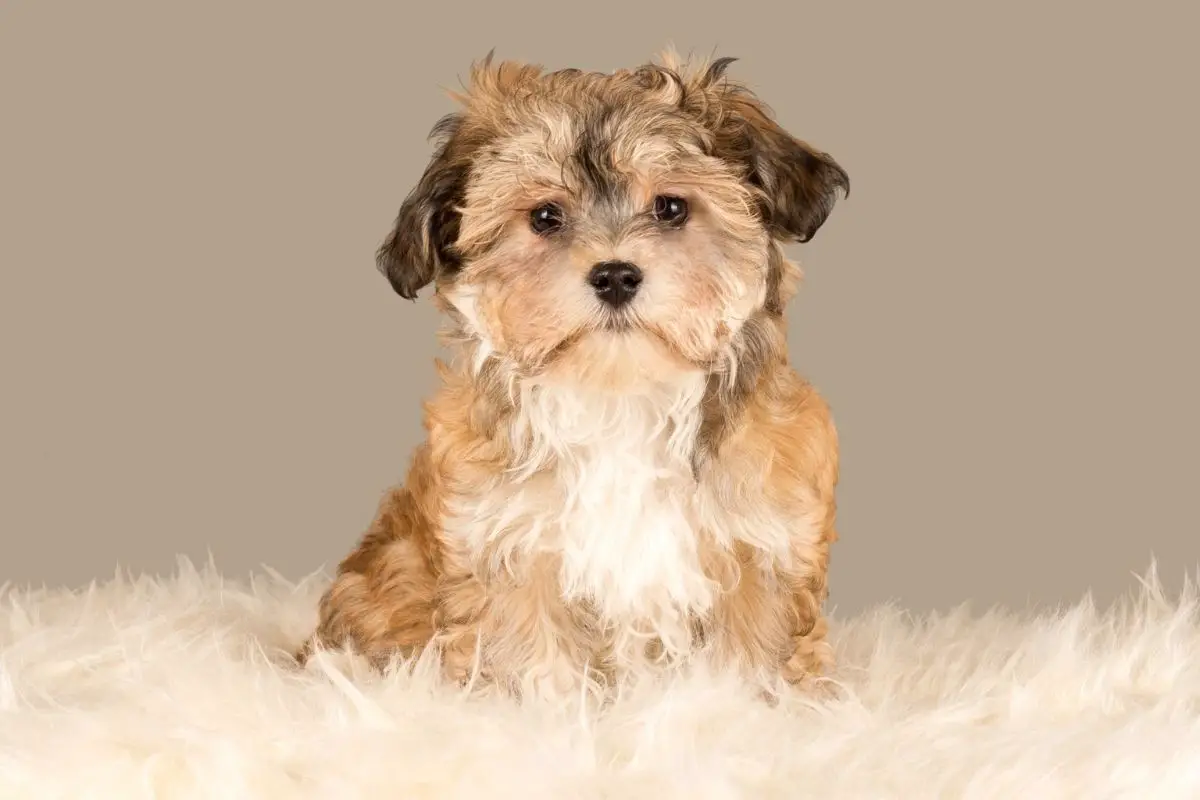 3 Havanese Haircuts - Compare Teddy Bear Puppy Cut Short Hair