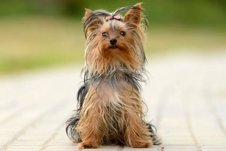 300+ Cute, Sassy, Badass and Hipster Girl Dog Names