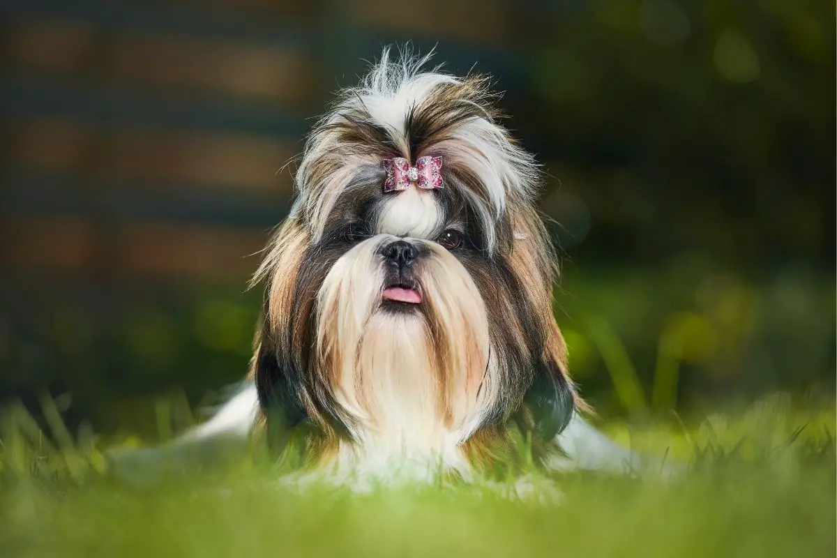 7 Things You Need To Know About The Shih Tzu Personality