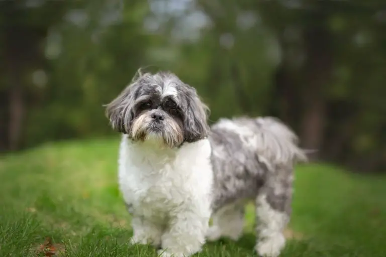 7 Things You Need To Know About The Shih Tzu Personality