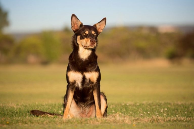 8 Gorgeous Australian Kelpie Mix Breeds You’ll Want As Your Next Companion