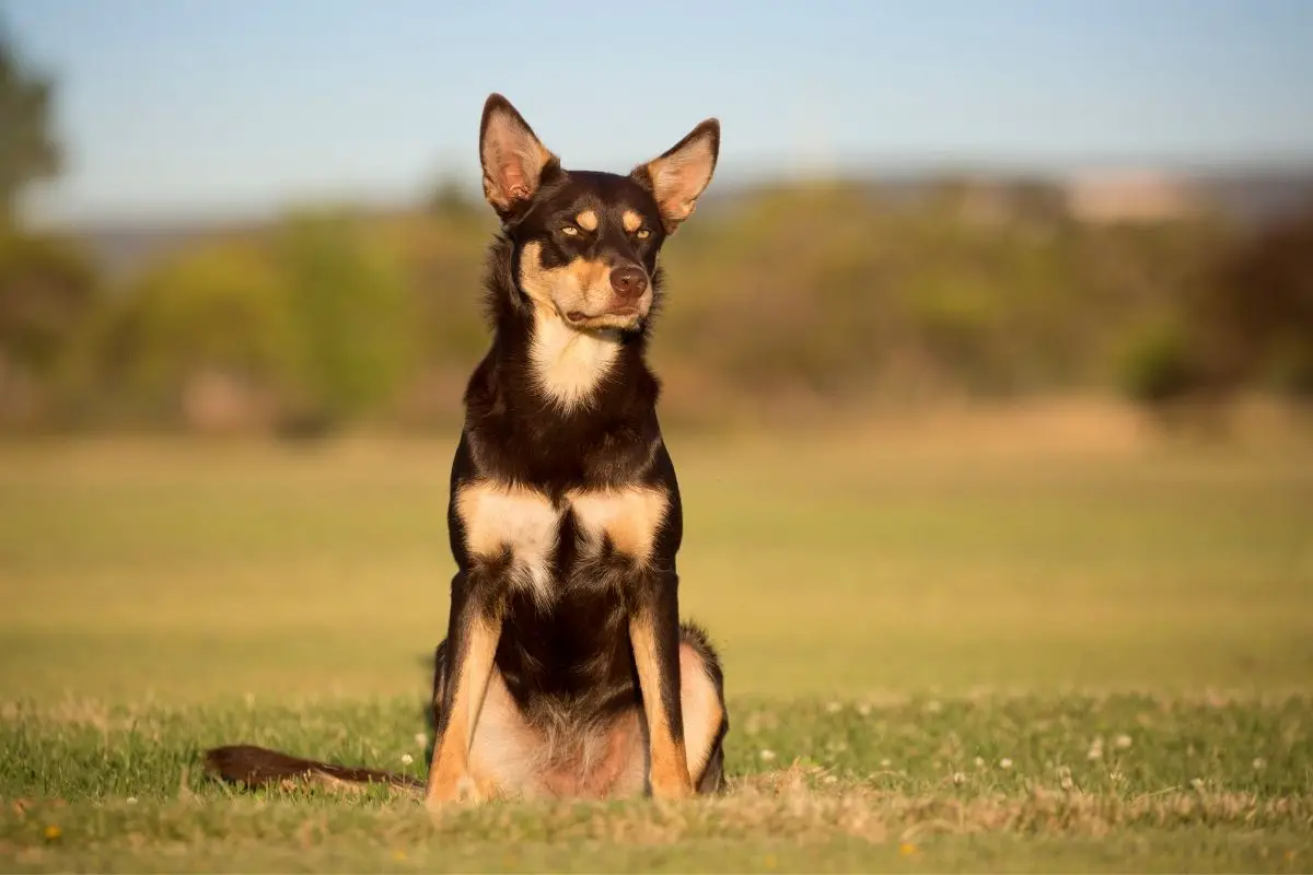 8 Gorgeous Australian Kelpie Mix Breeds You’ll Want As Your Next Companion