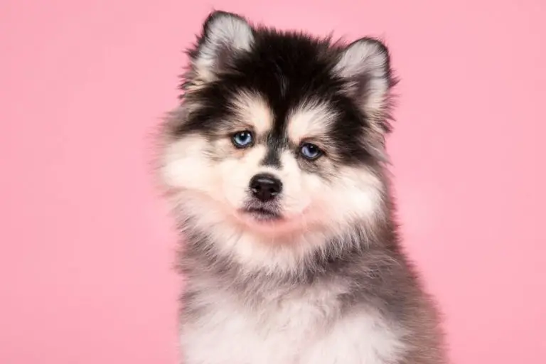 8 Reasons Why You Should (Or Shouldn't) Get A Pomsky