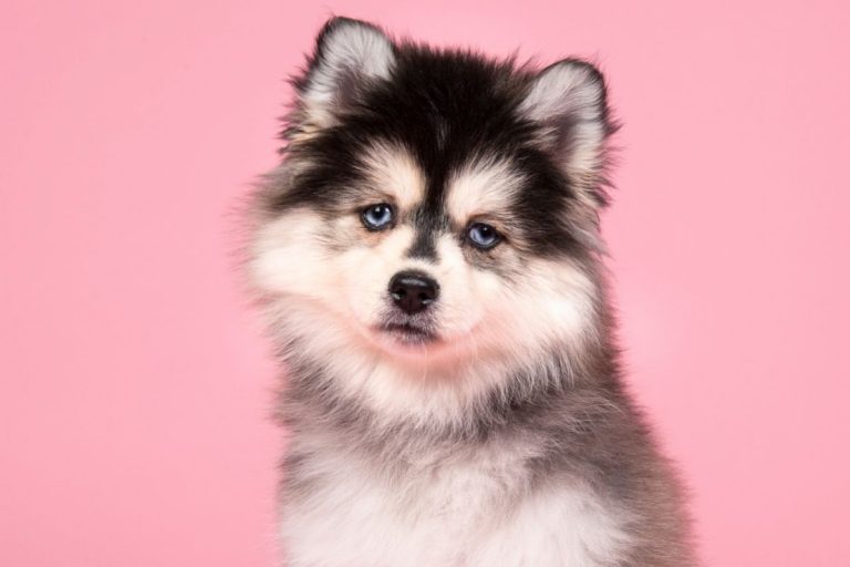 8 Reasons Why You Should (Or Shouldn't) Get A Pomsky