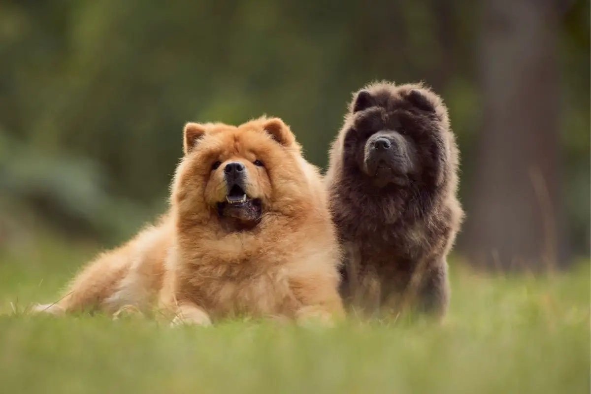 Everything You Need To Know About The Chow Chow Dog Breed