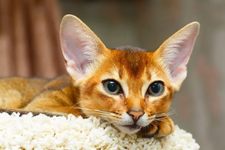 Abyssinian Kitten - What To Know Before Adoption
