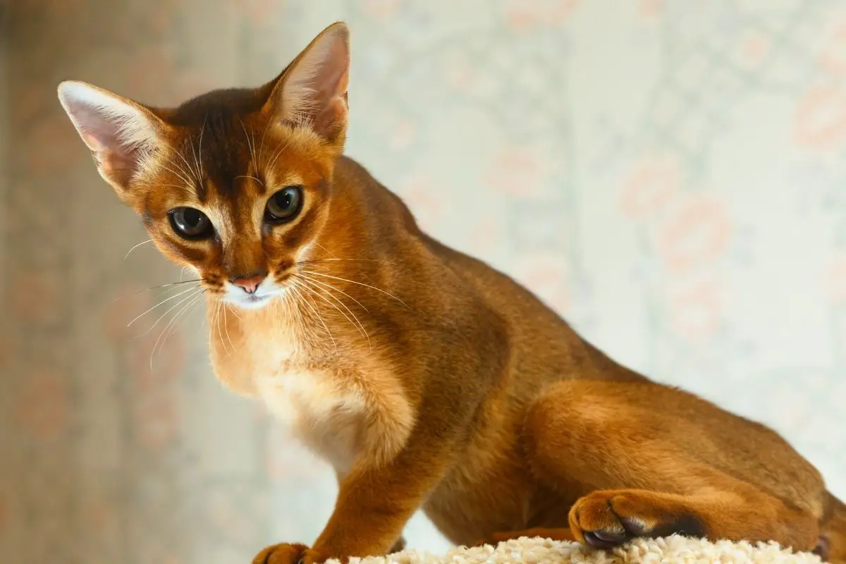 Abyssinian Kitten