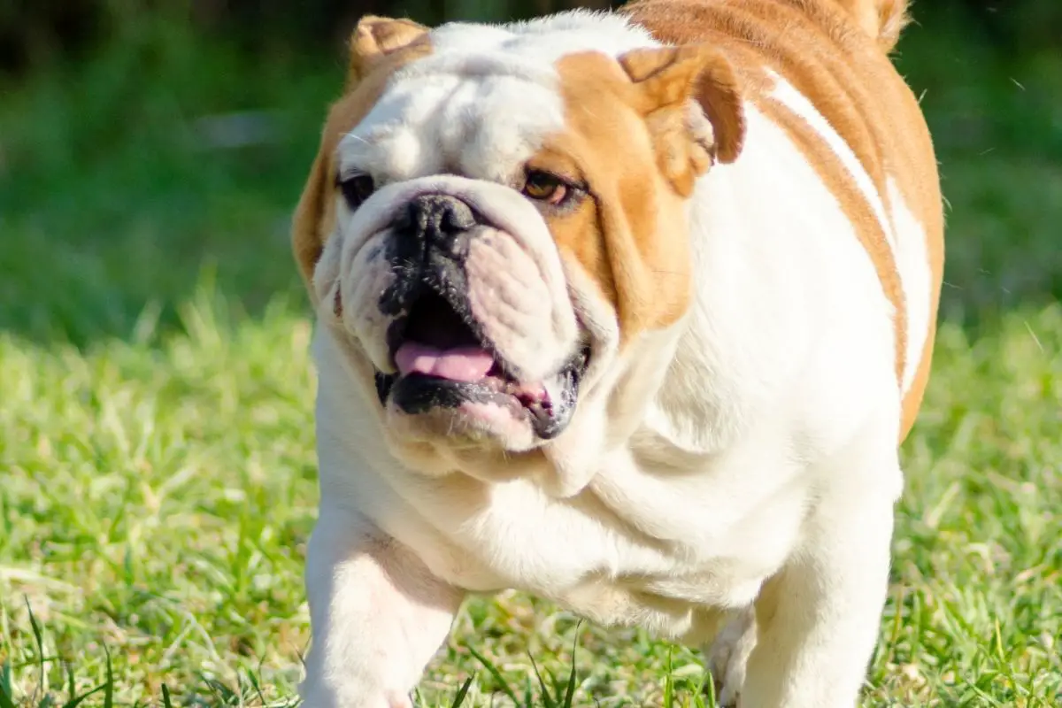 Adopting Vs. Buying A English Bulldog