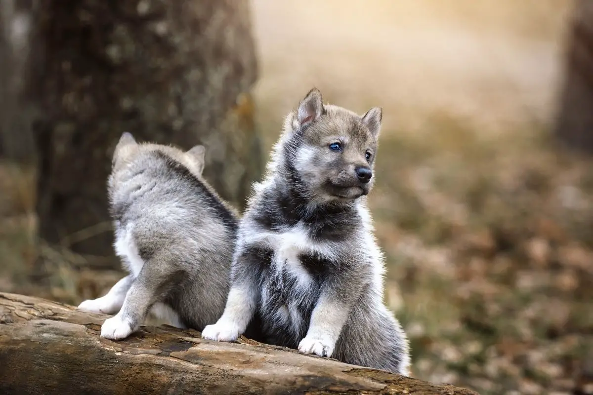 Agouti Husky Facts, Puppy Price