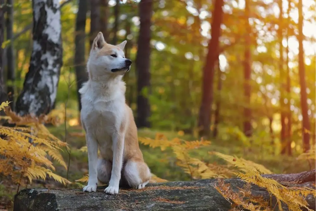 18 Best Bear Hunting Dog Breeds AnimalFate