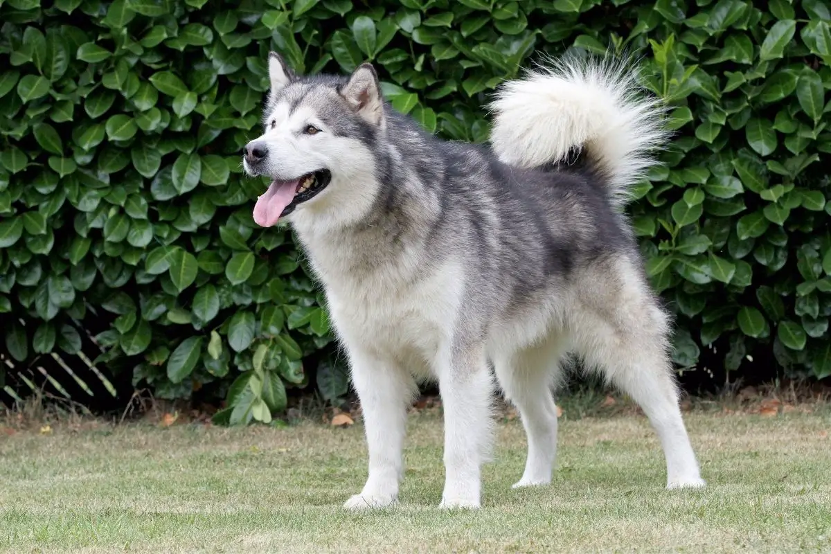 Alaskan Malamute