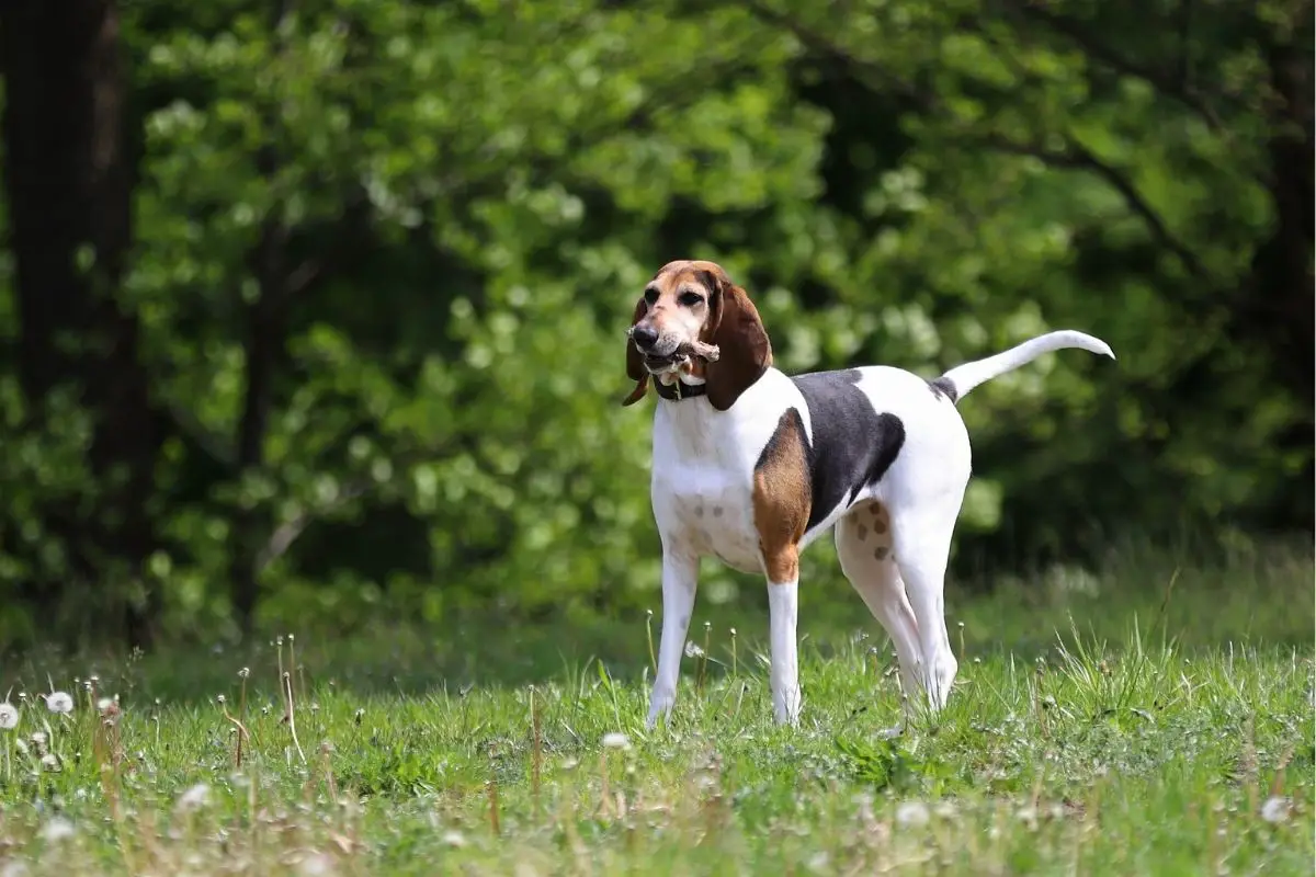 American Foxhound