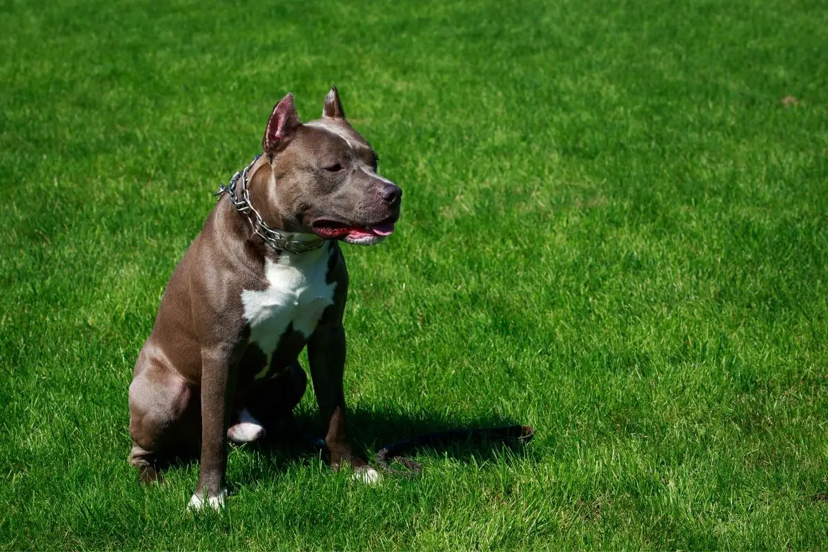 American Pit Bull Terrier