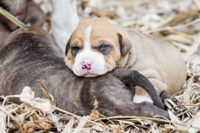 American Pitbull Puppies Get to Know This Misunderstood Breed 2