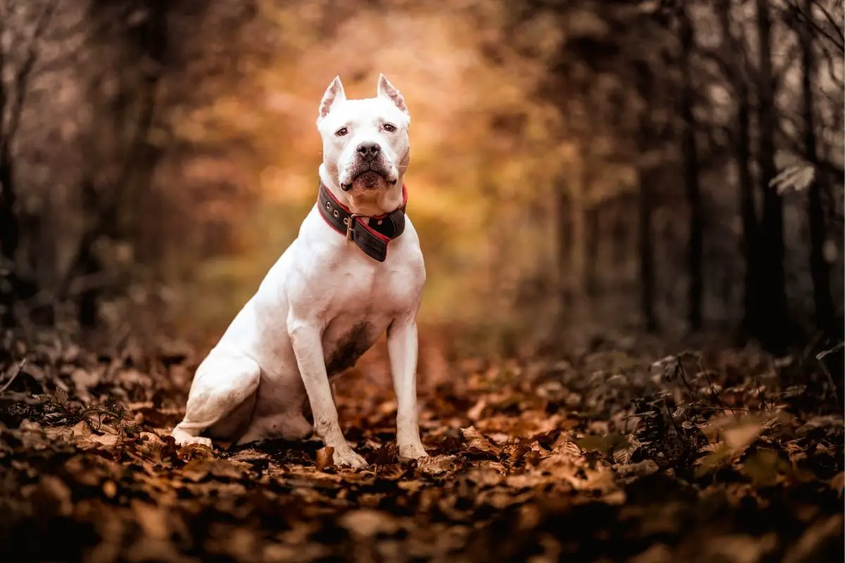 American Pitbull Terrier