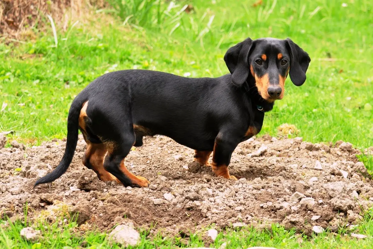 Are Dachshunds Hypoallergenic