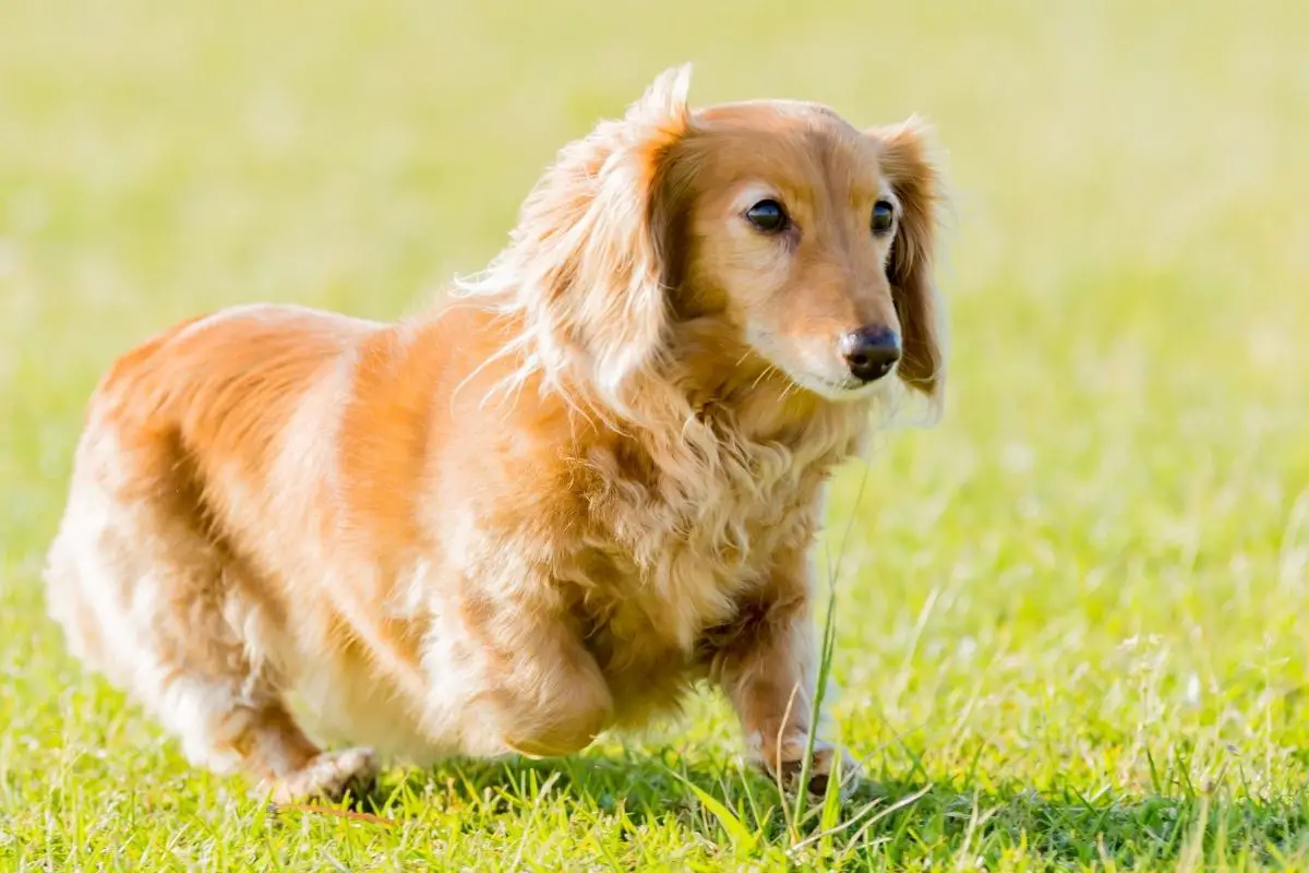 Are Dachshunds Hypoallergenic