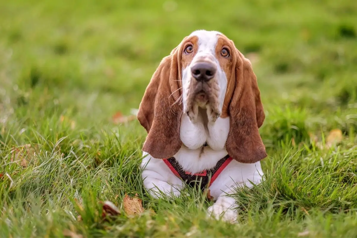 Basset Hound