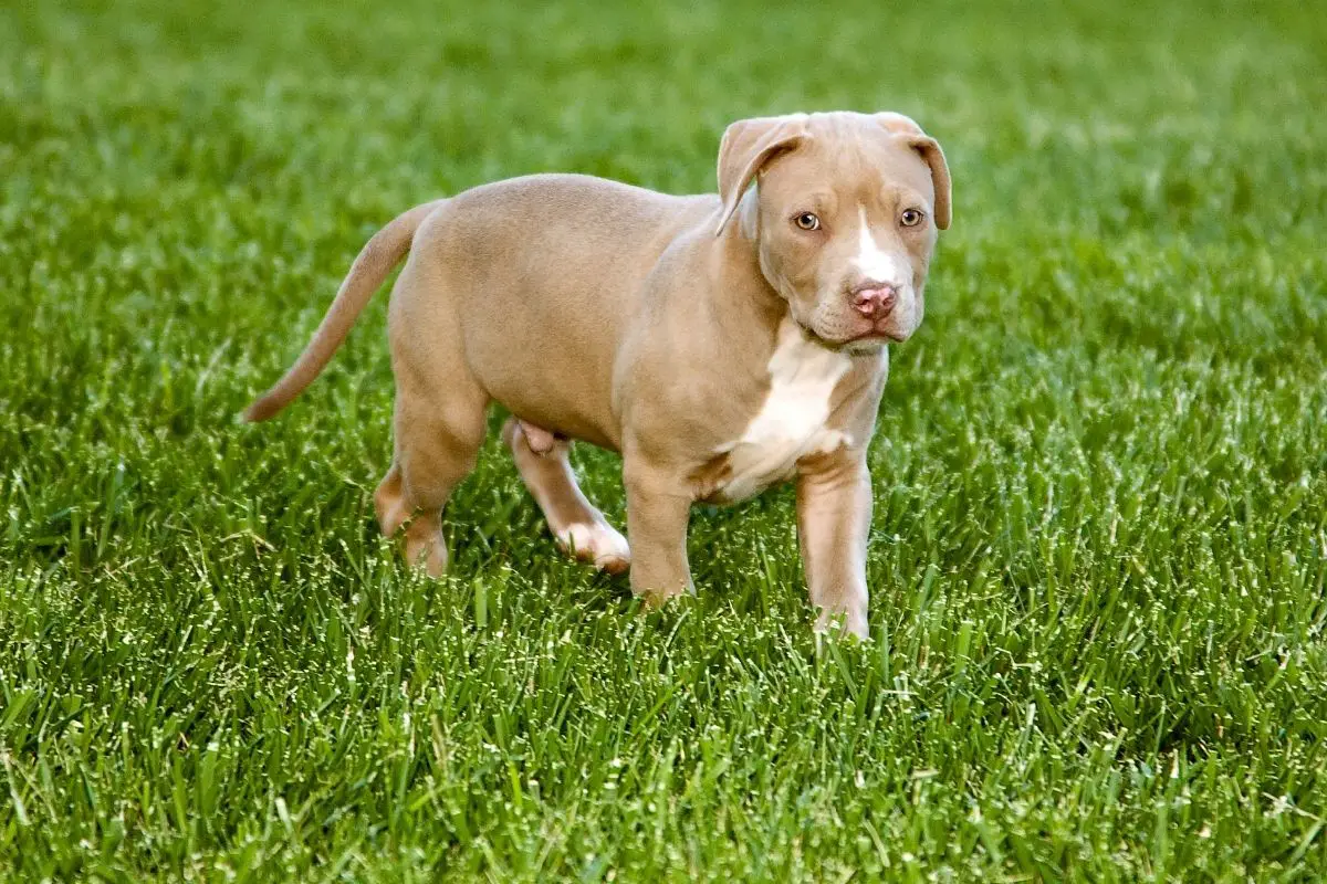 Behavior pitbull puppy