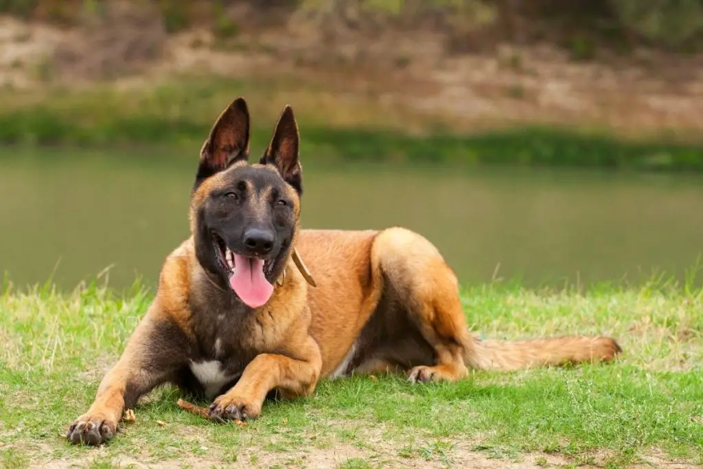 Belgian Malinois Mixes Top 7 Perfect Cross Breeds For Belgian Malinois