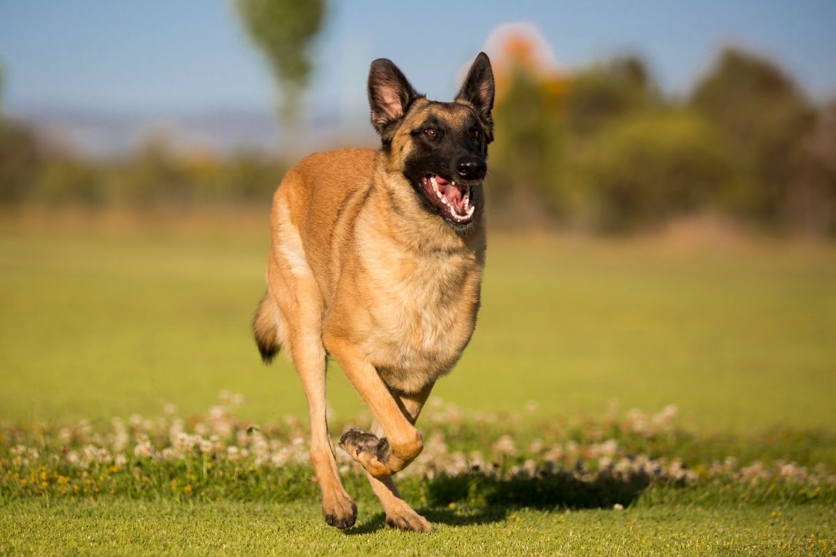 Belgian Malinois Mixes: Top 7 Perfect Cross Breeds For Belgian Malinois Lovers