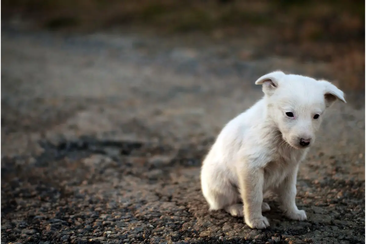 Benefits of Crate Training Your Puppy