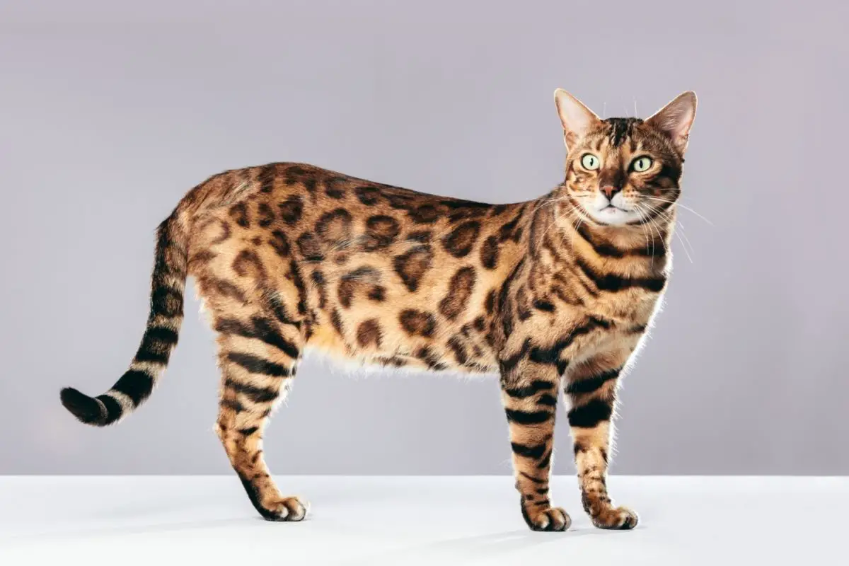 Bengal