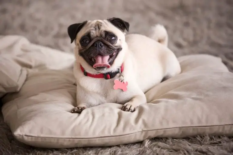 Best Tips To Increase The Pug Lifespan