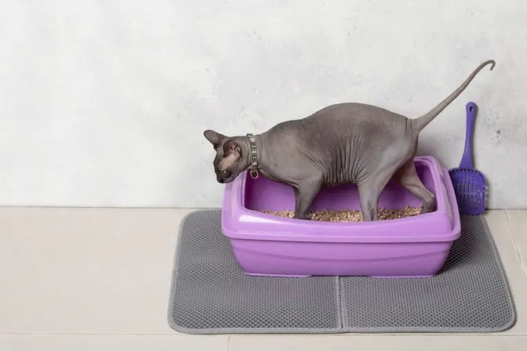 Black Cat Poop What To Do If Cats Poop Is Black(Top Reasons) AnimalFate