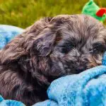 Black Goldendoodles - Top Facts to know about this Amazing Breed