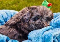 Black Goldendoodles: Top Facts To Know About This Amazing Breed