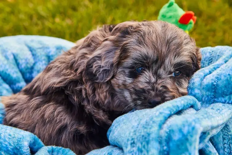 Black Goldendoodles - Top Facts to know about this Amazing Breed