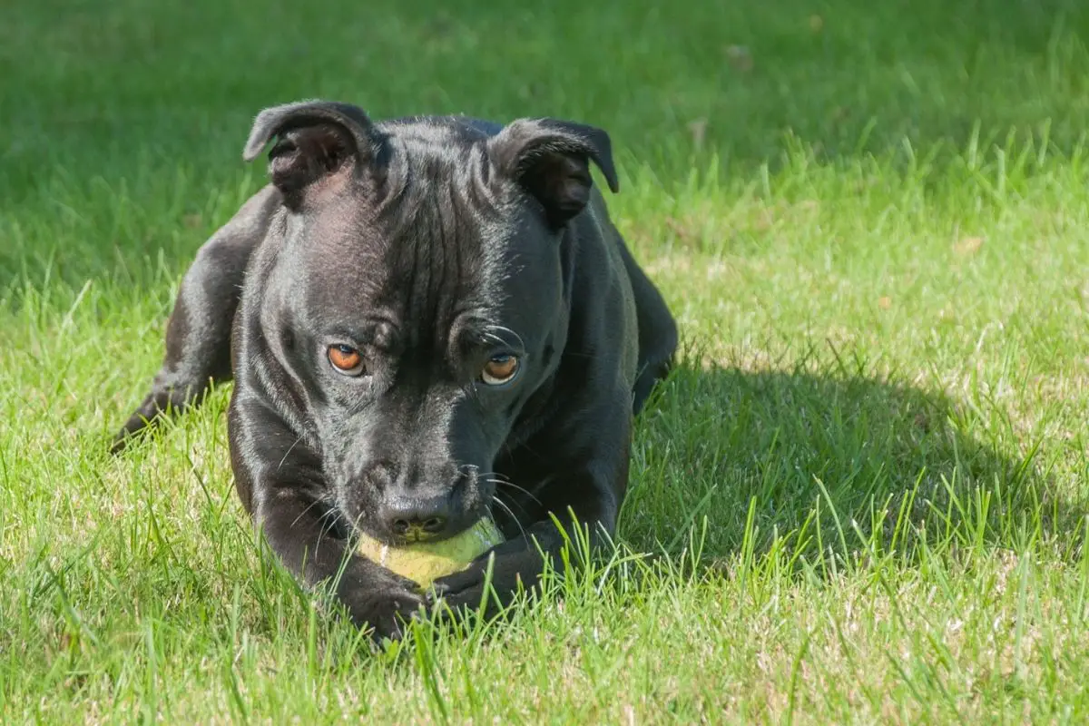 Black Pitbull Appearance