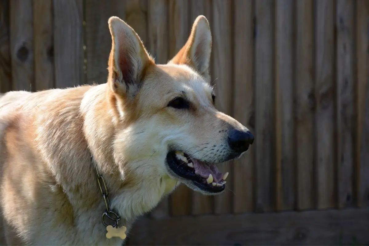 Blonde German Shepherd