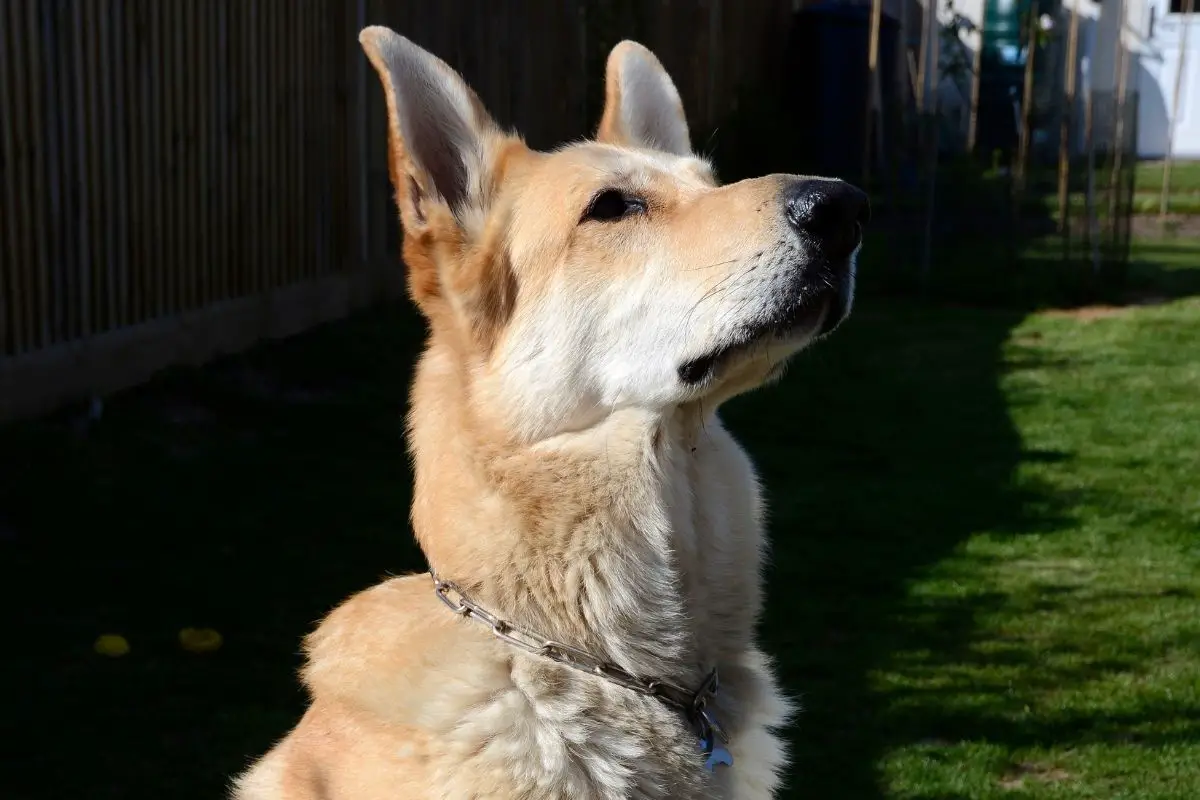 Blonde German Shepherd