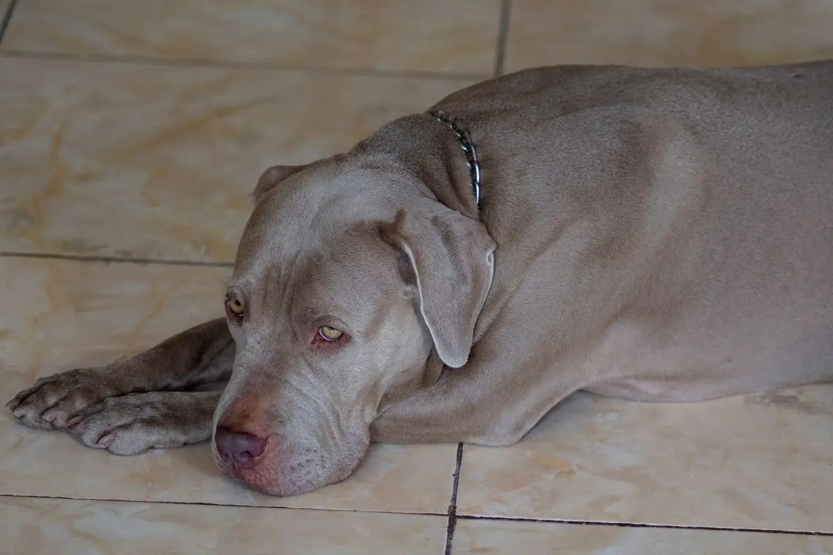 Blue Fawn Pit Bull