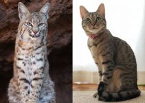 Bobcat VS House Cat – What Are The Differences? (Best Guide!!)