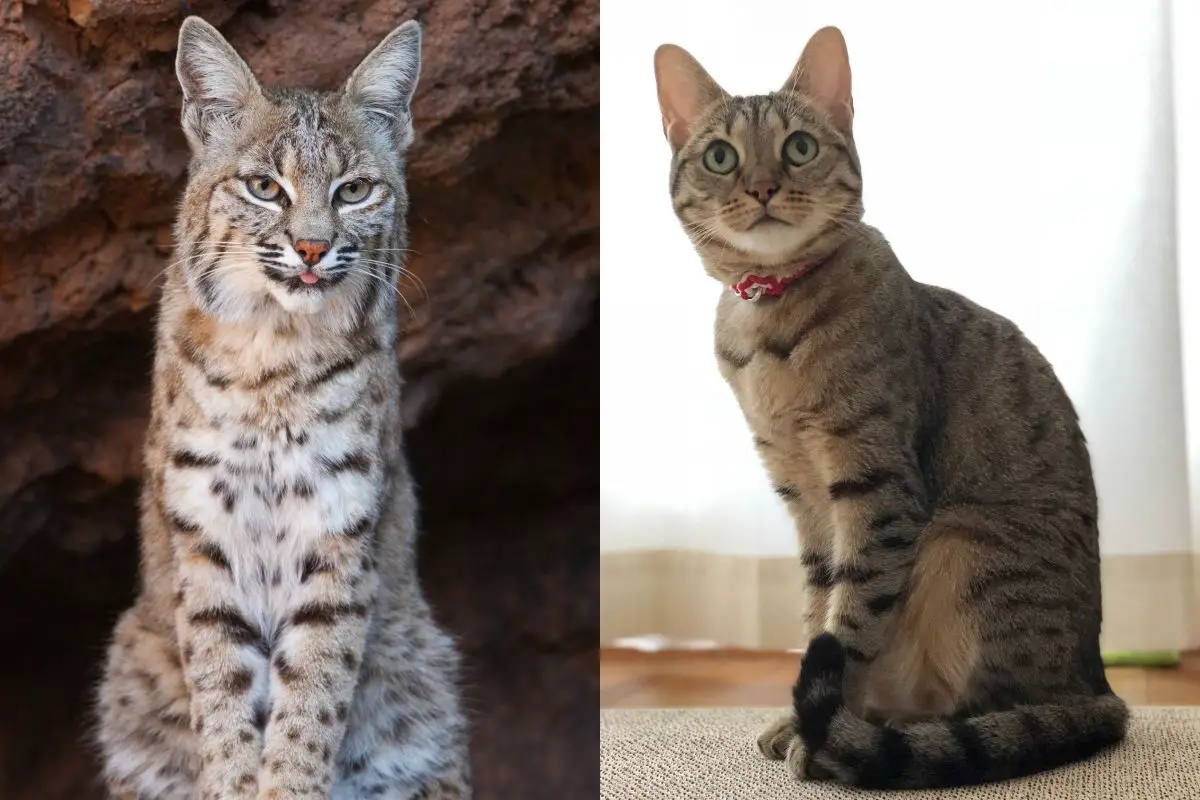 Bobcat Vs House Cat - What Are The Differences