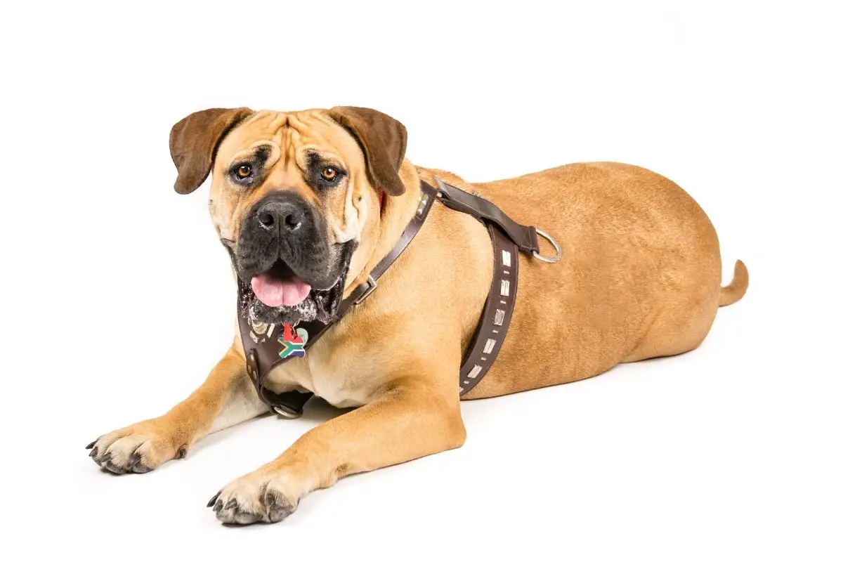 Boerboel 