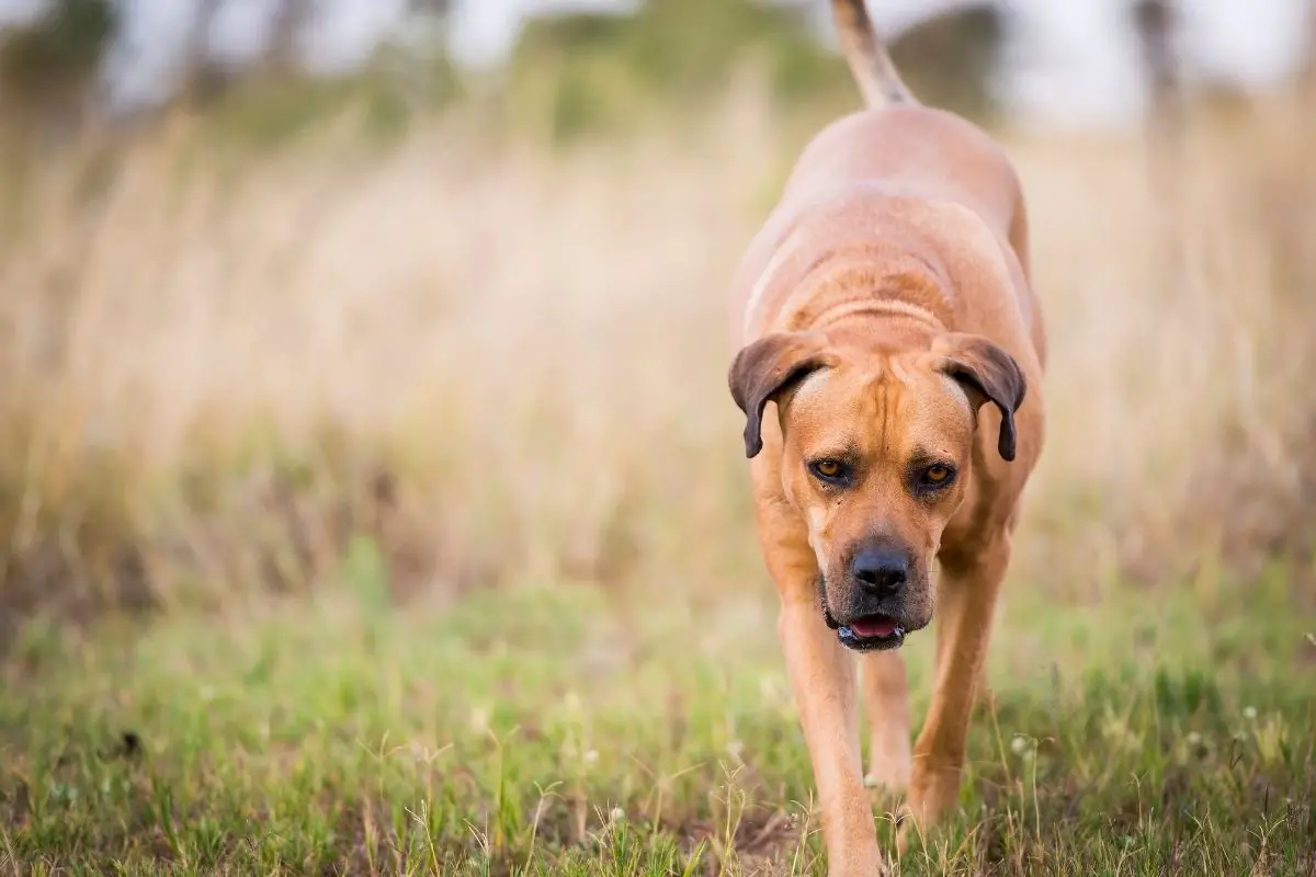 Boerboel